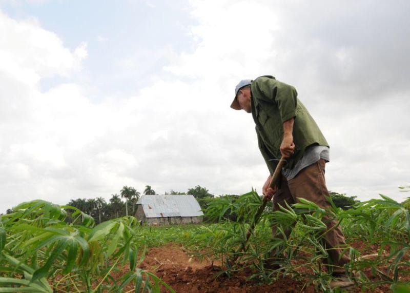 cuba, cooperativas, agricultura, alimentos