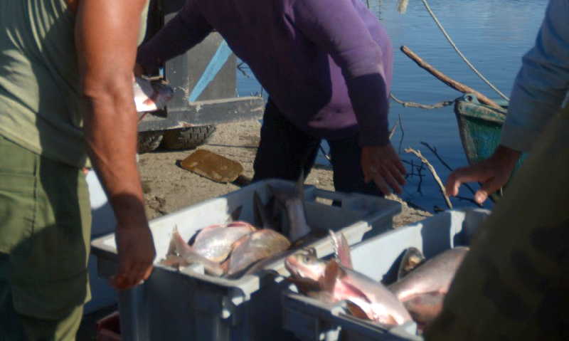 yaguajay, pesca, episan, ueb pescazaza, casilla especializada