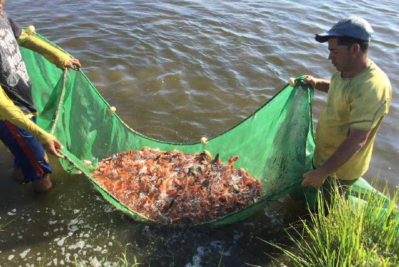 sancti spiritus, pesca, acuicultura, estacion de alevinaje de la sierpe