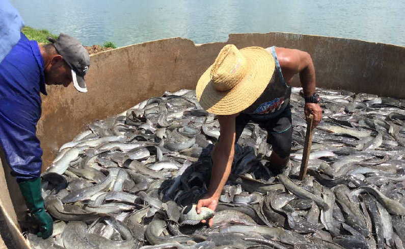 sancti spiritus, pesca, acuicultura, estacion de alevinaje de la sierpe