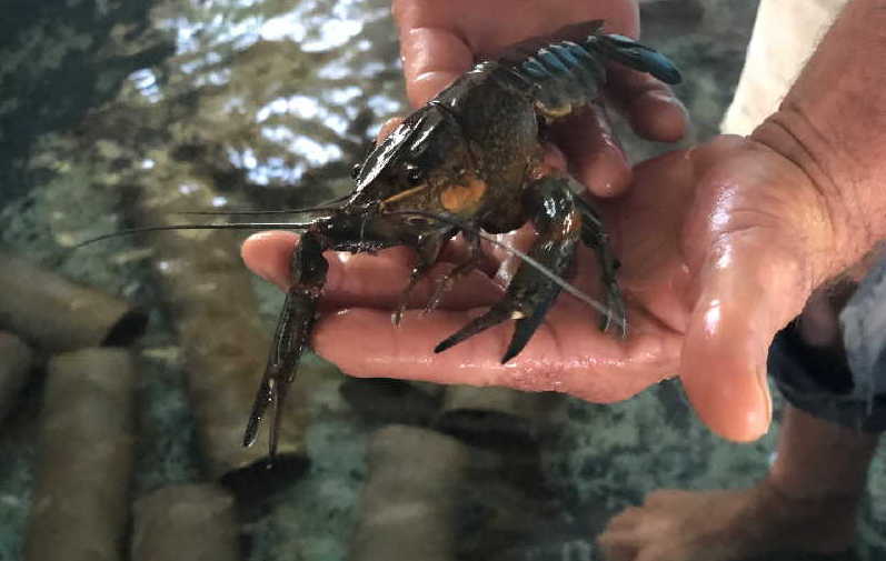 sancti spiritus, pesca, acuicultura, estacion de alevinaje de la sierpe