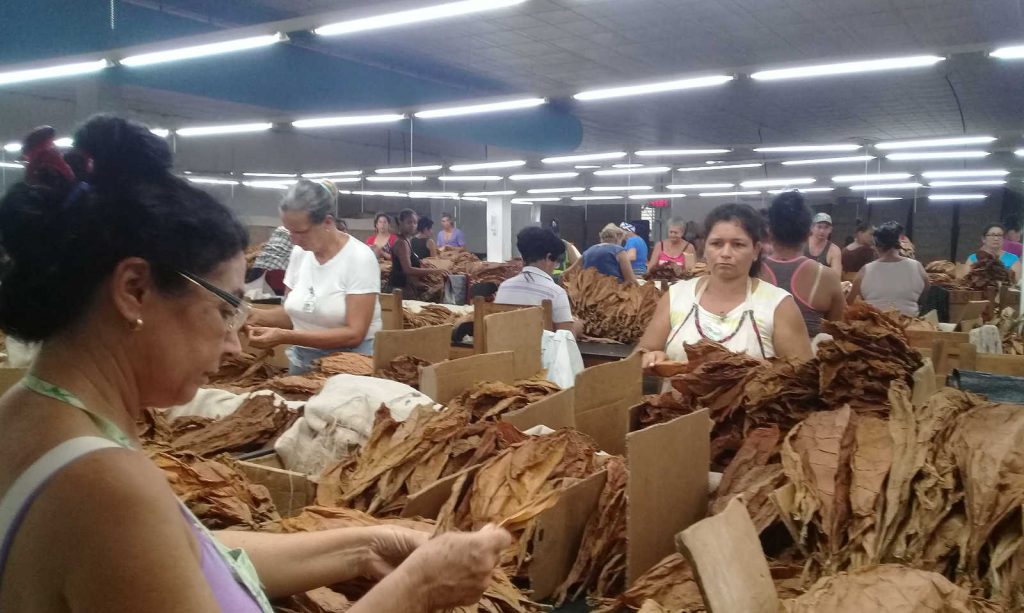 sancti spiritus, tabaco, tabaco tapado, tabacuba