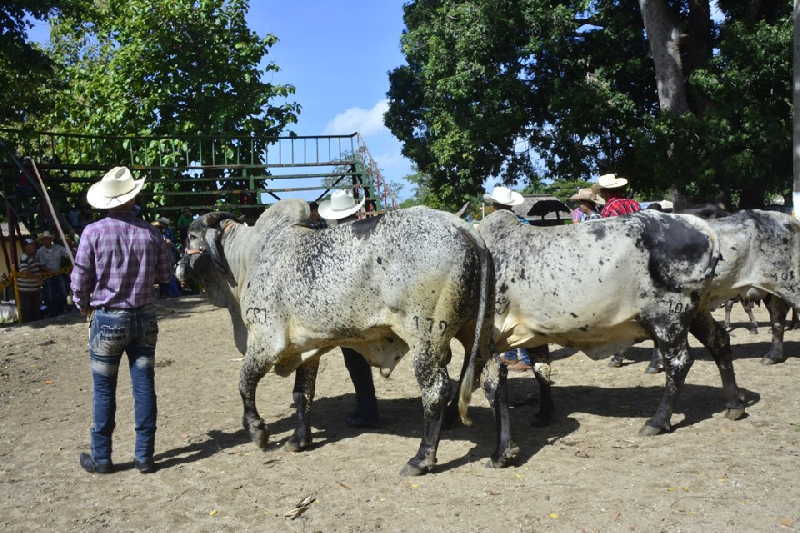 sancti spiritus, feria del cebu cubano, parque de ferias delio luna echemendia