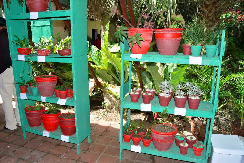 sancti spiritus, jardin botanico de sancti spiritus, verano, etapa estival