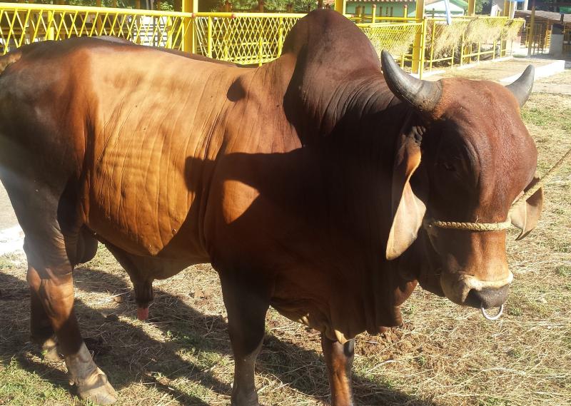 sancti spiritus, feria del cebu, parque de ferias delio luna echemendia