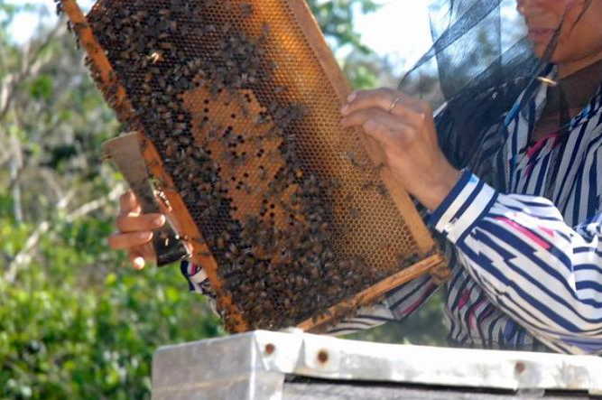 sancti spiritus, apicultura, produccion de miel