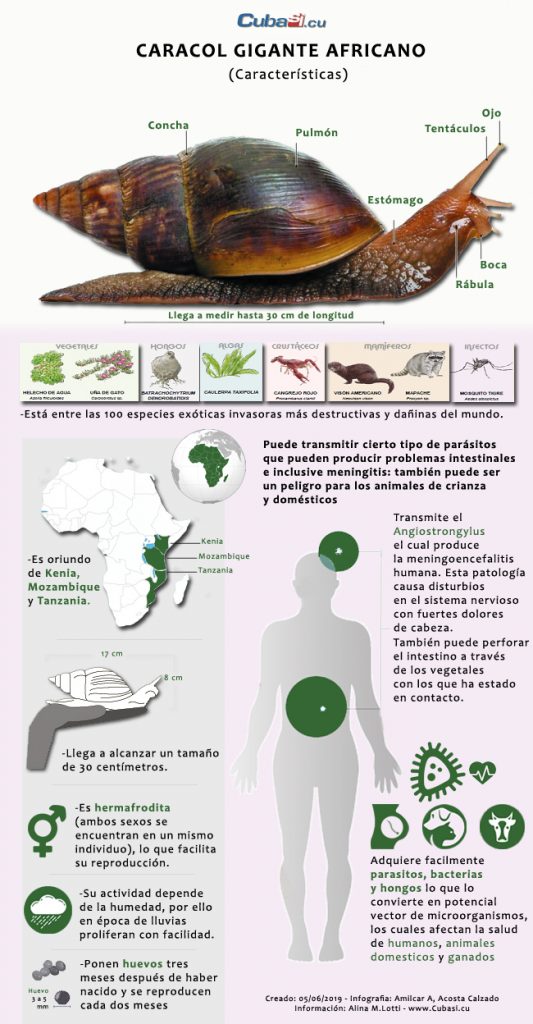 cuba, caracol gigante africano, higiene y epidemiologia, sanidad vegetal, agricultura