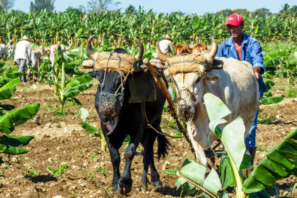 El empleo de la tracción animal en la agricultura resulta una de las medidas llamadas a desempolvar.