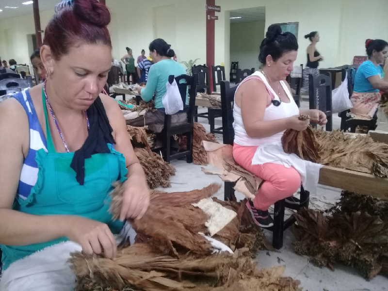 sancti spiritus, tabacuba, tabaco torcido, tabaco