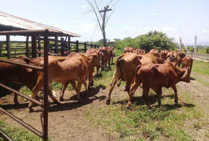 sancti spiritus, cpa, produccion de alimentos, ganaderia, cooperativas