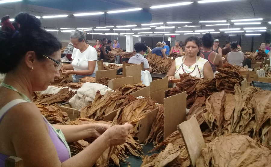 sancti spiritus, tabacuba, tabaco torcido, tabaco