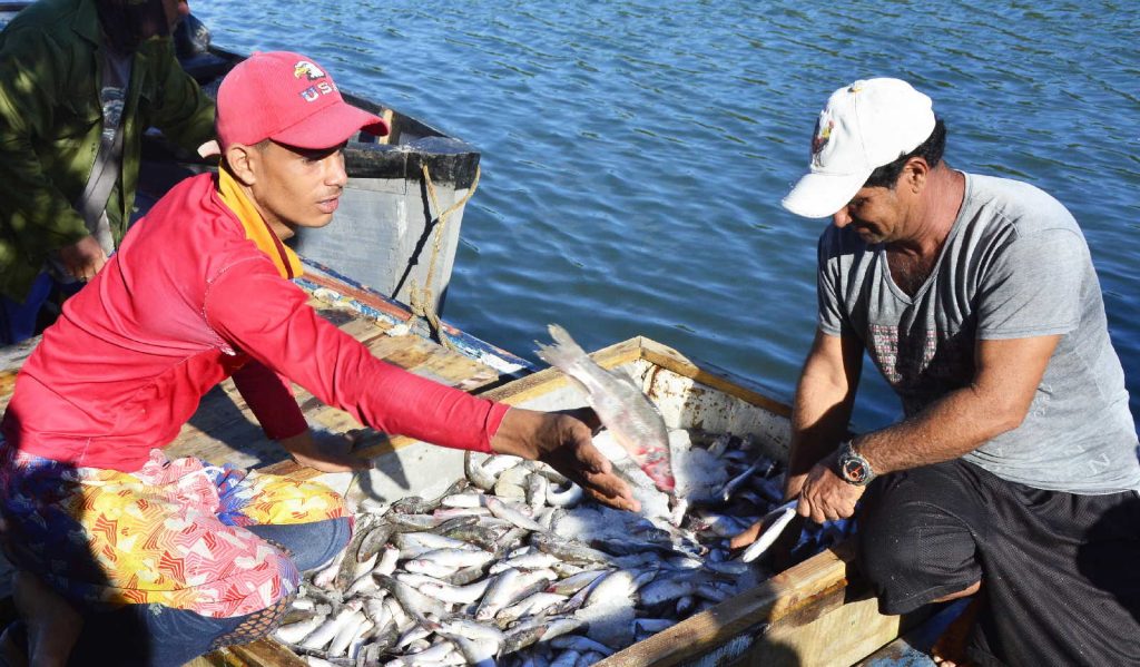 Más de 137 toneladas acumulan hasta la fecha los pescadores privados de Tunas de Zaza. (Foto: Vicente Brito / Escambray)