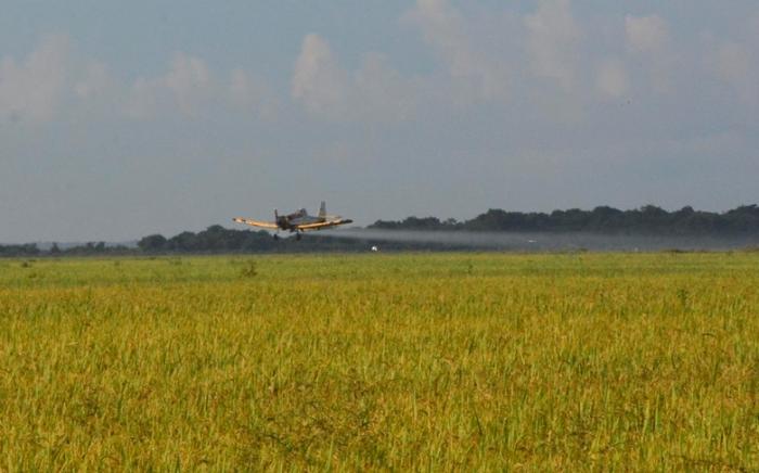 sancti spiritus, arrocera sur del jibaro, cosecha de arroz, la sierpe