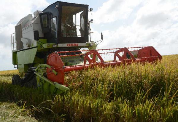 sancti spiritus, arrocera sur del jibaro, cosecha de arroz, la sierpe