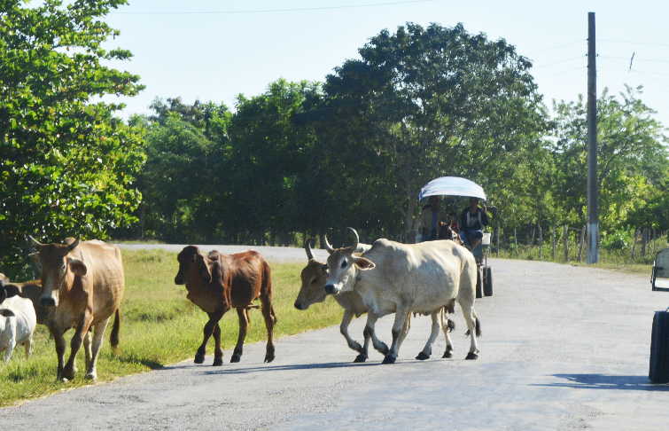 sancti spiritus, animales sueltos en la via, accidentes