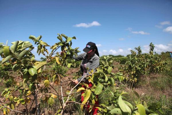 sancti spiritus, mujeres, produccion agricola, anap, cooperativas de produccion agropecuaria