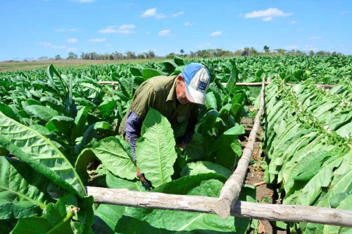 sancti spiritus, tabaco, cosecha tabacalera, empresa de acopio y beneficio del tabaco, exportaciones, economia cubana