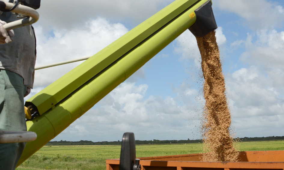 La mejor alternativa para contrarrestar el déficit de la siembra es subir los rendimientos agrícola e industrial.