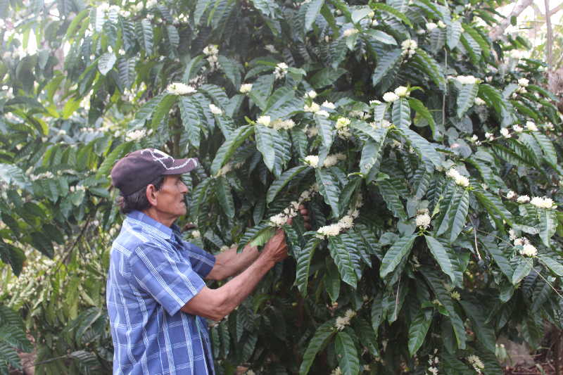 sancti spiritus, biodiversidad, bamburanao, especies endemicas