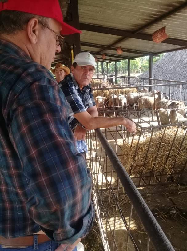 Rodríguez Rollero apreció la cría de ganado ovino en tarima y las posibilidades de desarrollo en esta actividad.