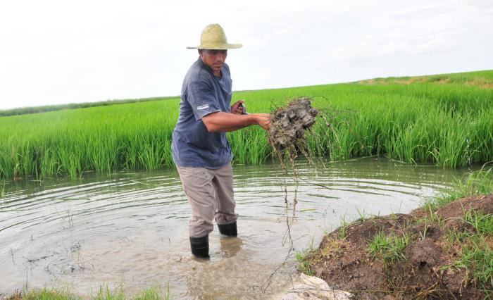 Los bajos niveles de agua de la presa Zaza afectarán la producción  de arroz en Sur del Jíbaro. (Foto: Vicente Brito / Escambray)