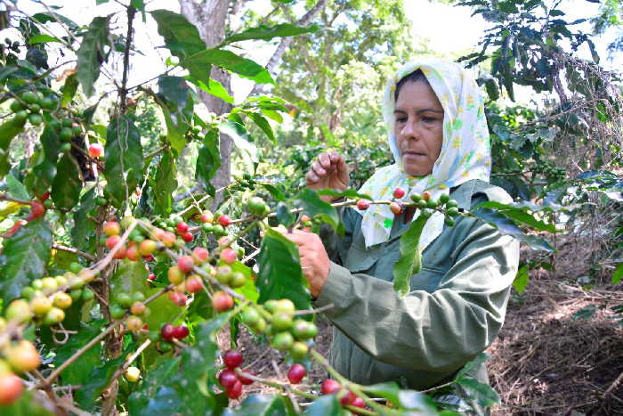 sancti spiritus, cafe, cosecha cafetalera, economia espirituana