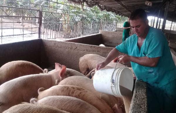 sancti spiritus, porcino, empresa porcina, carne de puerco, alimentacion