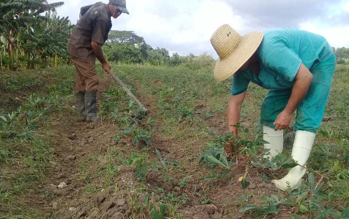 sancti spiritus, porcino, empresa porcina, carne de puerco, alimentacion