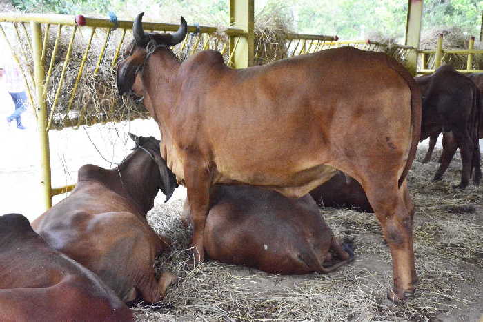 sancti spiritus, feria del cebu cubano