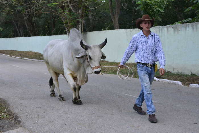 sancti spiritus, feria del cebu cubano