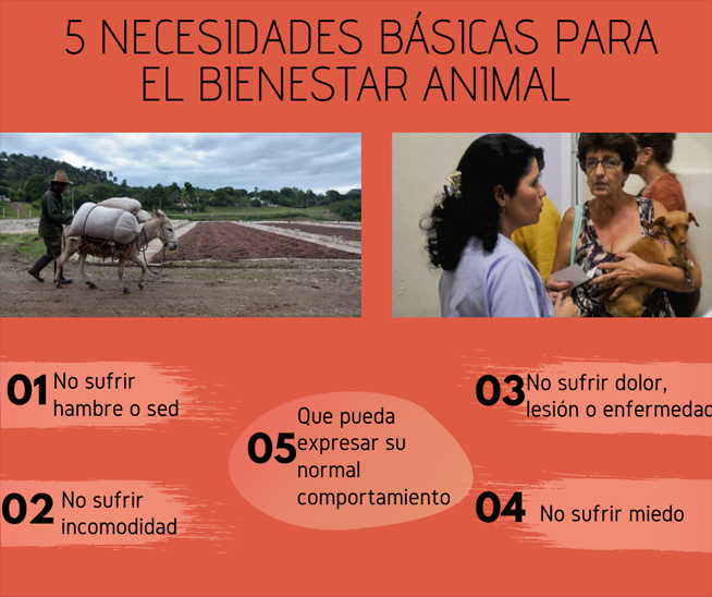 cuba, animales, proteccion animal, ministerio de la agricultura