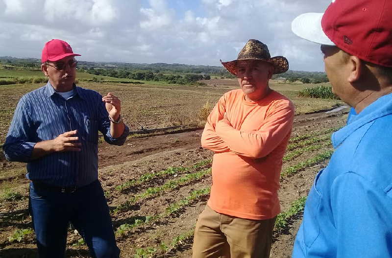 sancti spiritus, agricultura, tabaco tapado, cultivos varios, apicultura, planta de beneficio de miel