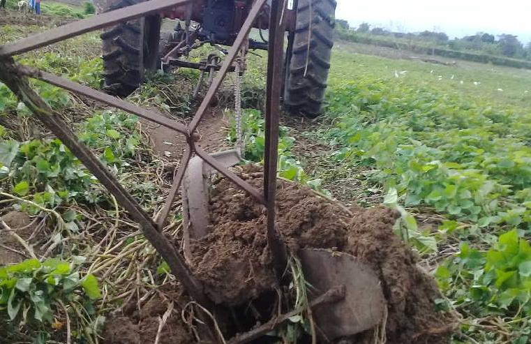 sancti spiritus, agricultura, rendimiento agricola, produccion de alimentos, cultivos varios