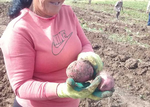 sancti spiritus, agricultura, rendimiento agricola, produccion de alimentos, cultivos varios