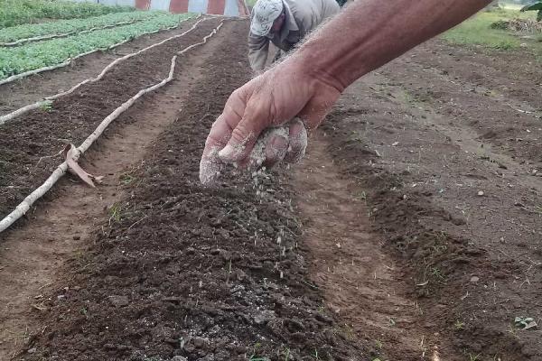 sancti spiritus, agricultura, rendimiento agricola, produccion de alimentos, cultivos varios