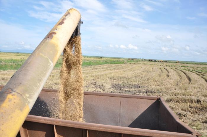 sancti spiritus, arroz, la sierpe, empresa agroindustrial de granos sur del jibaro, ciencia y tecnica, economia