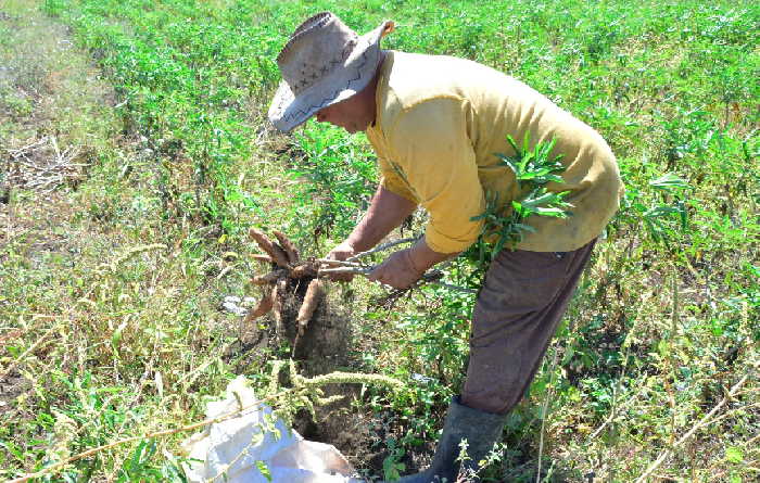 sancti spiritus, economia espirituana, agricultura, produccion de alimentos, produccion agropecuaria, buro provincial del pcc