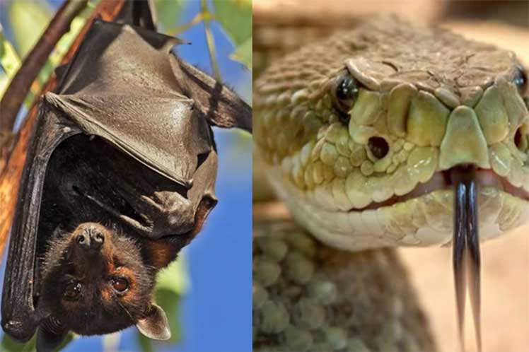 Varios estudios chinos señalan al murciélago como el  origen del Covid-19, aunque no descartan otros animales. (Foto: PL)