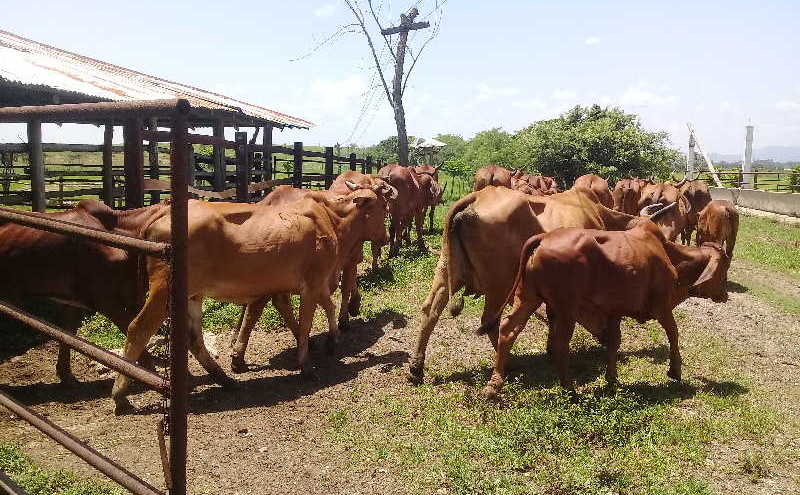 cabaiguan, cpa, campesinos, ganado vacuno, cooperativa de produccion agropecuaria