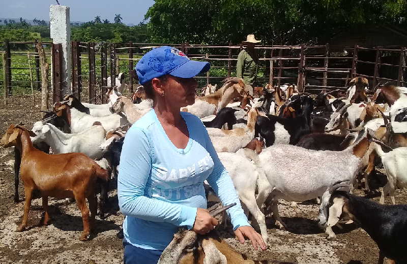 cabaiguan, cpa, campesinos, ganado vacuno, cooperativa de produccion agropecuaria