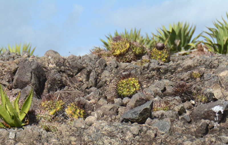 sancti spiritus, flora y fauna, reserva floristica manejada, lebrije