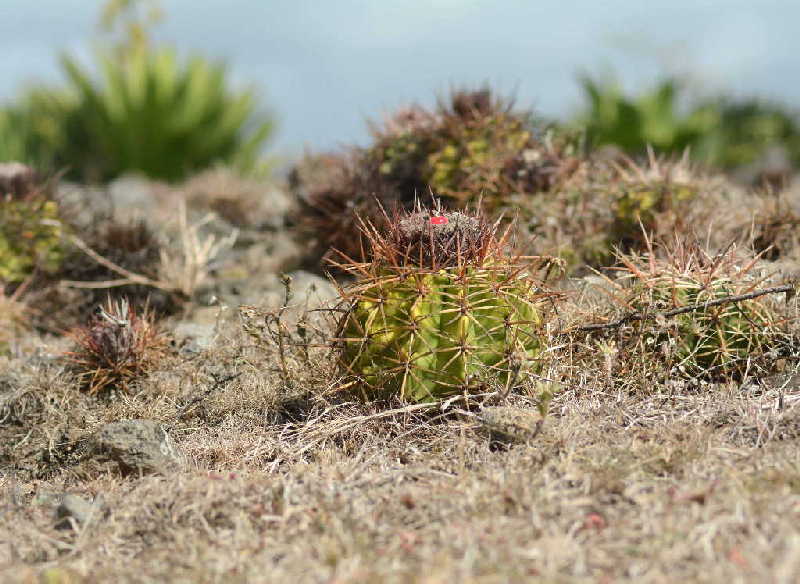 sancti spiritus, flora y fauna, reserva floristica manejada, lebrije