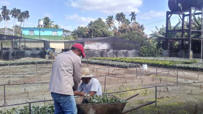 fomento, frutas, produccion de frutas