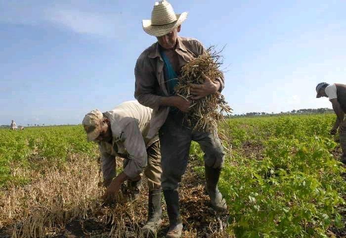 yaguajay, citma, ciencia y tecnologia, universidad, economia cubana, modelo economico cubano