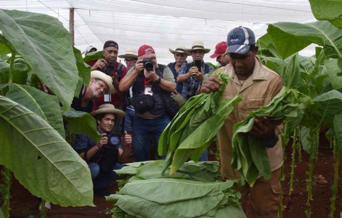 cuba, festival del habano, tabaco