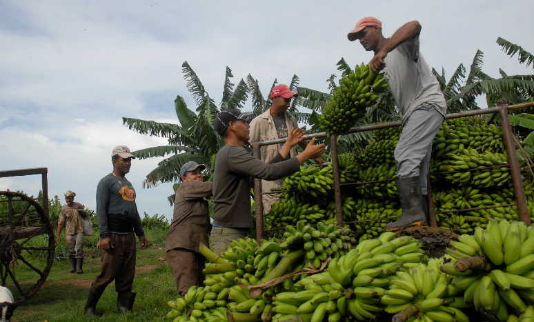 sancti spiritus, XI congreso de la ujc, union de jovenes comunistas, produccion de alimentos