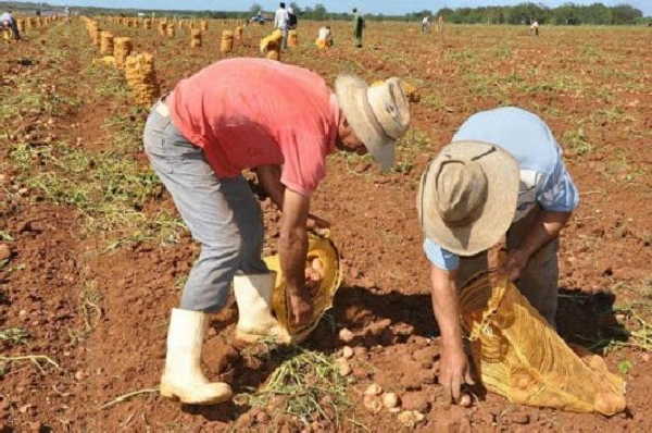 cuba, alimentos, minag, agricultura, distribucion de papa