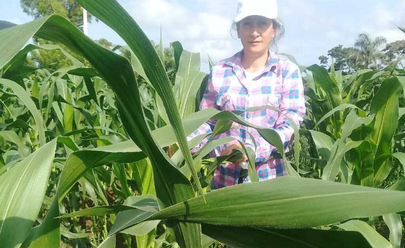 sancti spiritus, ciencia y tecnica, maiz hibrido, jarahueca, cigb