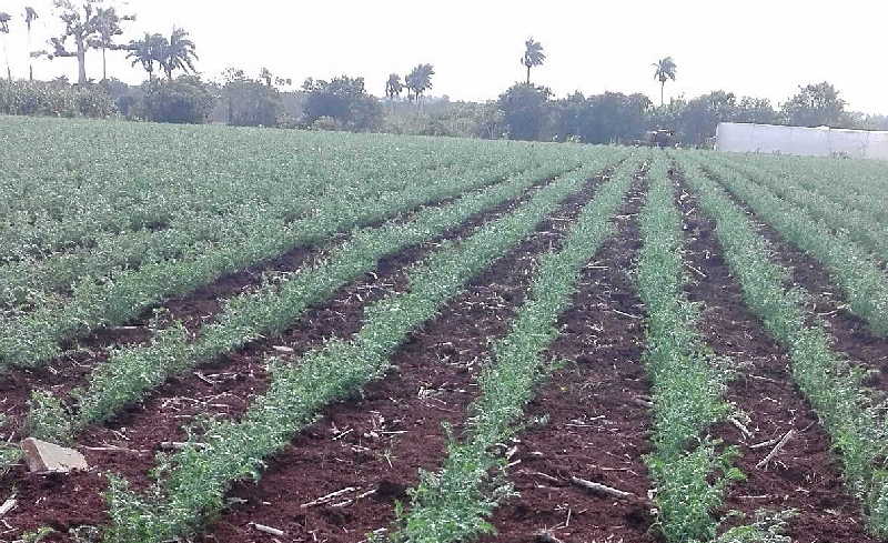 taguasco, garbanzo, empresa de semillas, produccion de granos