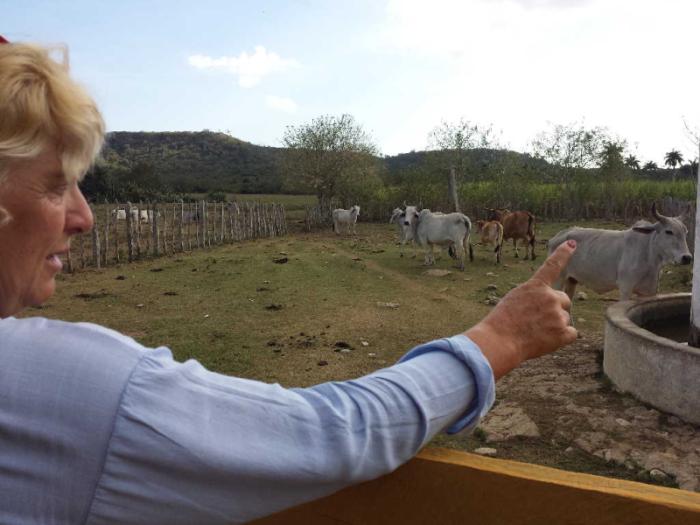 sancti spiritus, inseminacion artificial, ganado racial, flora y fauna